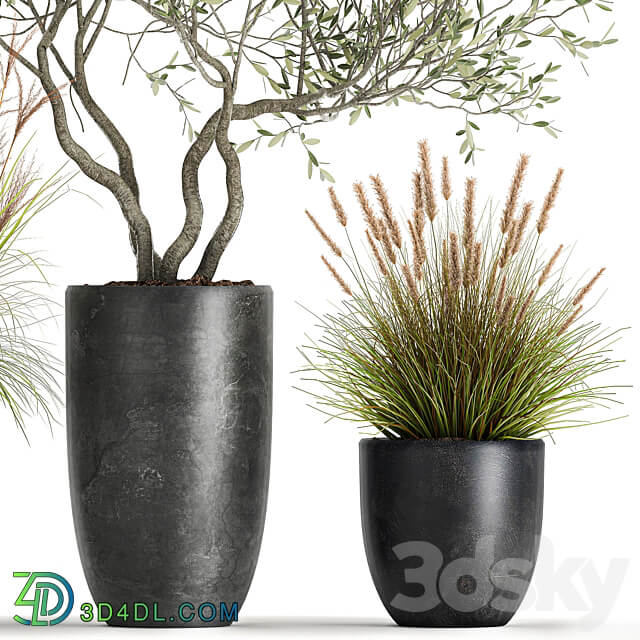 Plant collection 1052. Olive tree reed bush pot flowerpot decorative small tree grass landscaping 3D Models