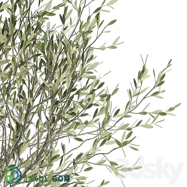 Plant collection 1052. Olive tree reed bush pot flowerpot decorative small tree grass landscaping 3D Models