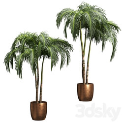 Palms in tubs. 6 models 3D Models 3DSKY 