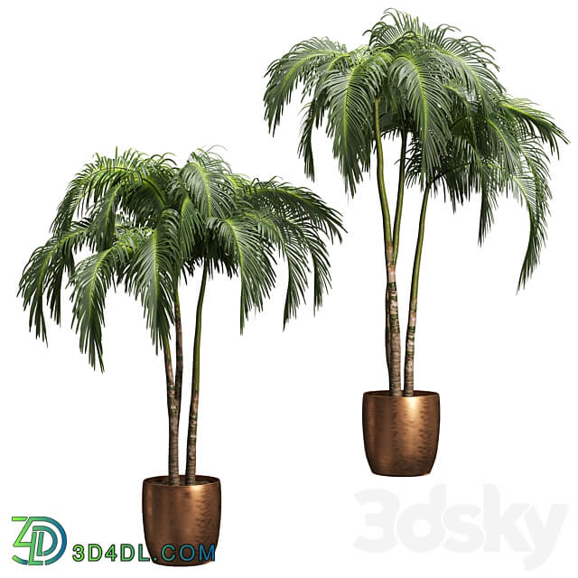 Palms in tubs. 6 models 3D Models 3DSKY