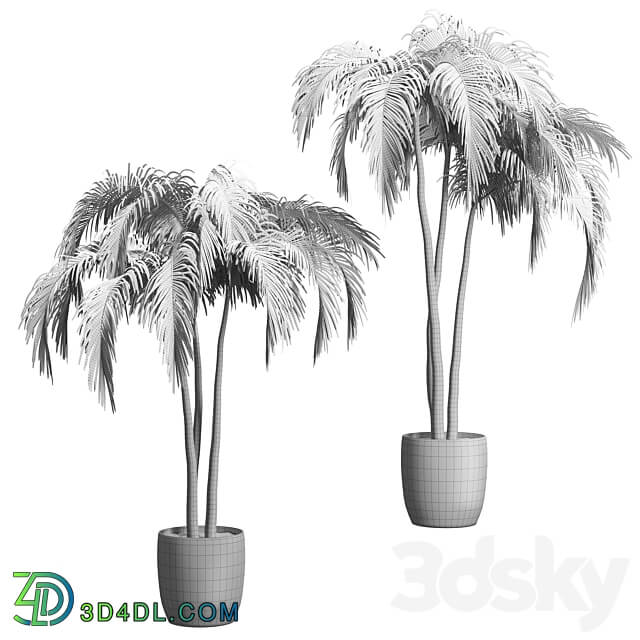 Palms in tubs. 6 models 3D Models 3DSKY