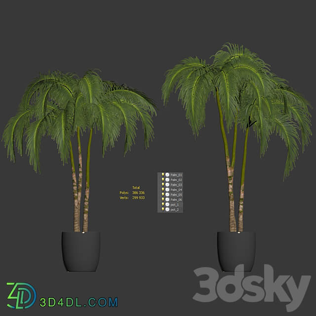 Palms in tubs. 6 models 3D Models 3DSKY