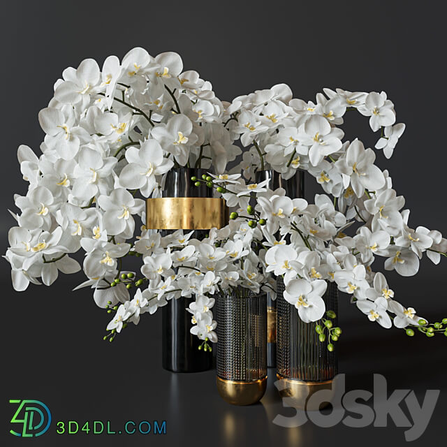 Flower Set 009 Orchids. 3D Models 3DSKY