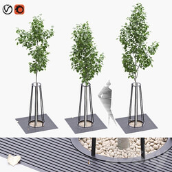 Linden seedlings in a tree trunk lattice 3D Models 
