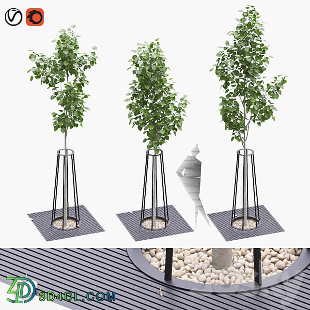 Linden seedlings in a tree trunk lattice 3D Models