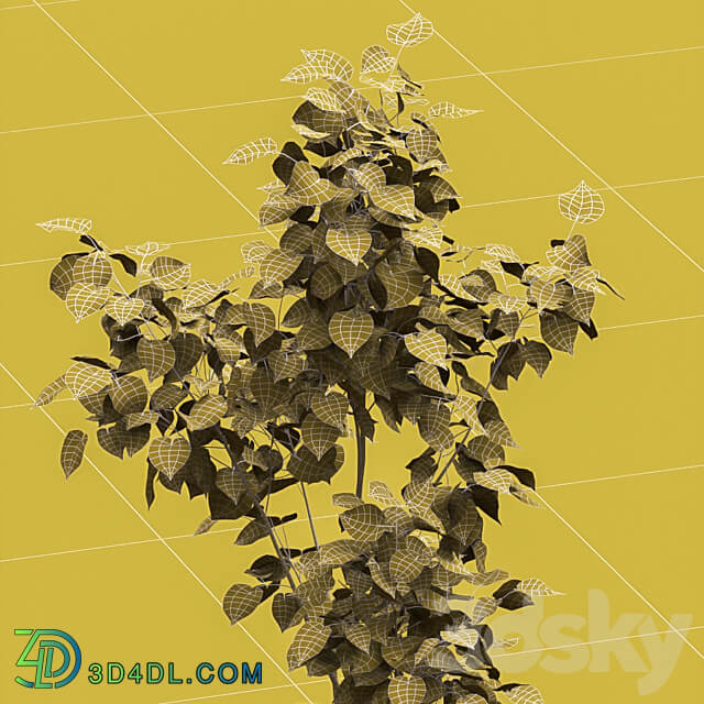 Linden seedlings in a tree trunk lattice 3D Models