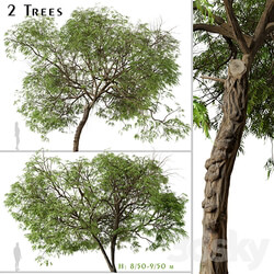 Set of Brazilian Pepper Tree Schinus terebinthifolia 2 Trees 3D Models 3DSKY 