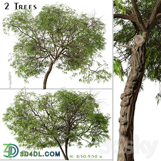 Set of Brazilian Pepper Tree Schinus terebinthifolia 2 Trees 3D Models 3DSKY