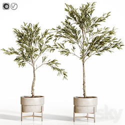 Olive trees 2 3D Models 3DSKY 