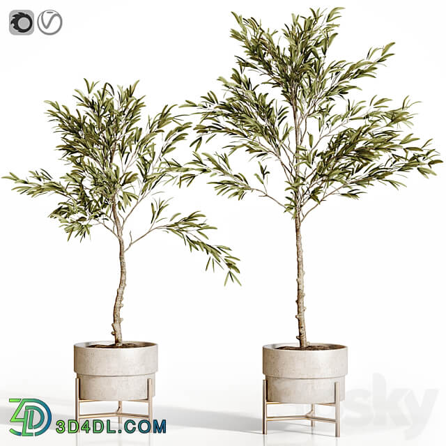 Olive trees 2 3D Models 3DSKY