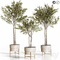 Olive trees 3 3D Models 3DSKY 