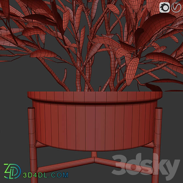 Olive trees 3 3D Models 3DSKY