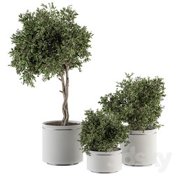 indoor Plant Set 311 Tree and Plant Set in Black pot 3D Models 3DSKY 