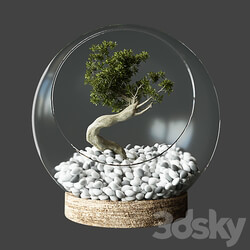 Little Tree In Glass Globe 3D Models 3DSKY 