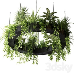 Indoor plants in a hanging ring planter 3D Models 3DSKY 