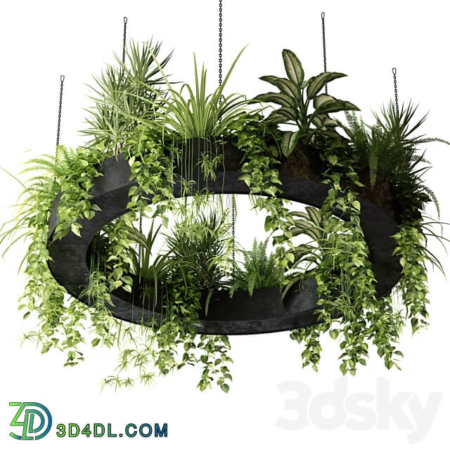 Indoor plants in a hanging ring planter 3D Models 3DSKY