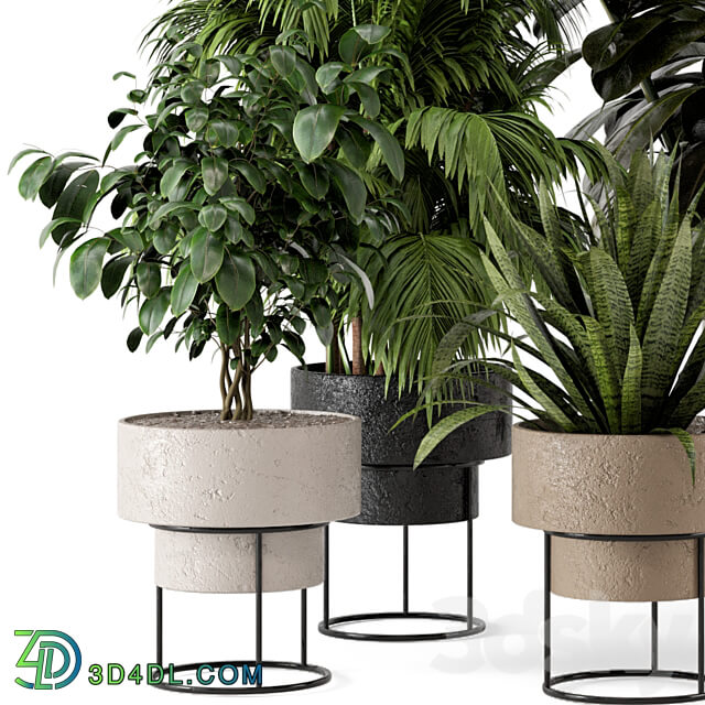 Indoor Plants in rusty Concrete Pot on Metal Shelf Set 328 3D Models 3DSKY
