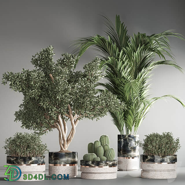 indoor plant set25 3D Models 3DSKY