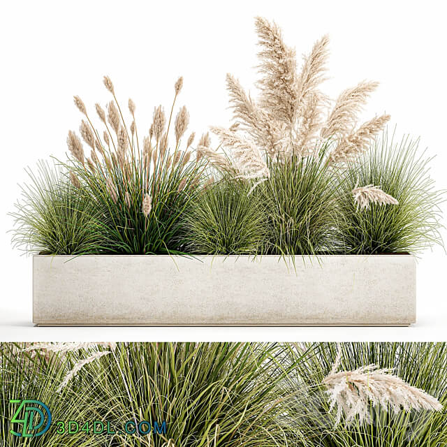 Plant collection 1077. pampas grass reeds flower bed bushes landscaping white flower bed natural decor 3D Models