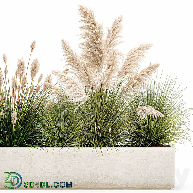 Plant collection 1077. pampas grass reeds flower bed bushes landscaping white flower bed natural decor 3D Models