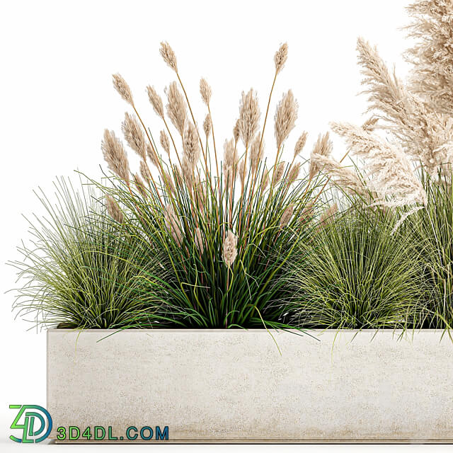 Plant collection 1077. pampas grass reeds flower bed bushes landscaping white flower bed natural decor 3D Models