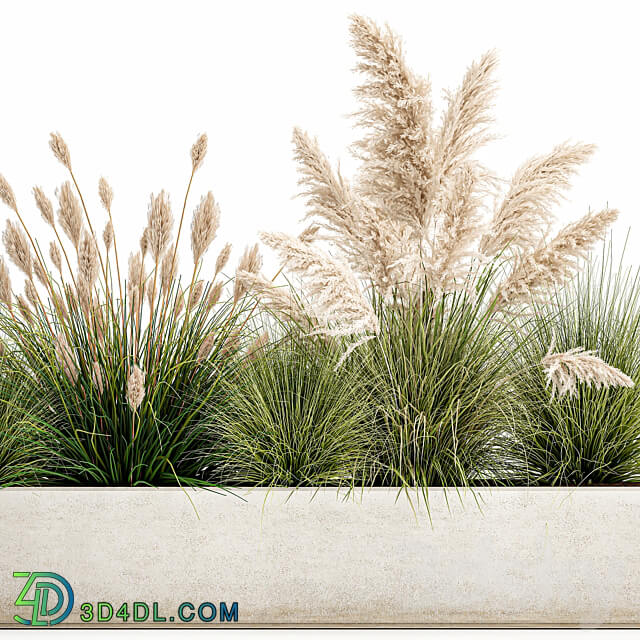 Plant collection 1077. pampas grass reeds flower bed bushes landscaping white flower bed natural decor 3D Models