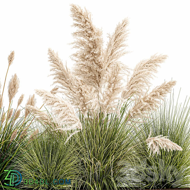 Plant collection 1077. pampas grass reeds flower bed bushes landscaping white flower bed natural decor 3D Models