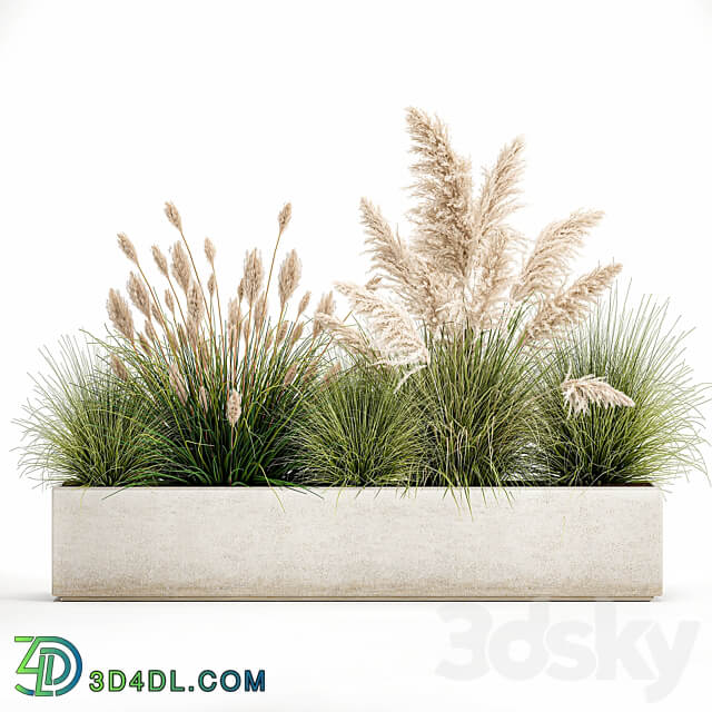 Plant collection 1077. pampas grass reeds flower bed bushes landscaping white flower bed natural decor 3D Models