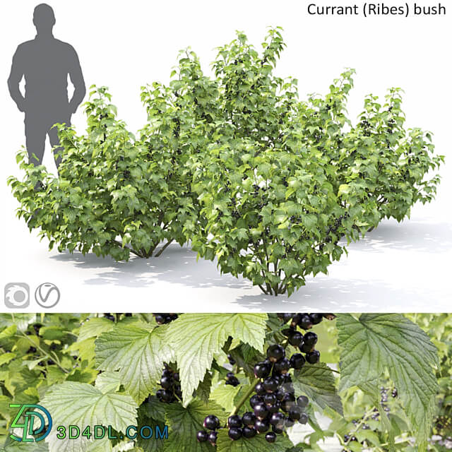 Currant bush 3D Models 3DSKY