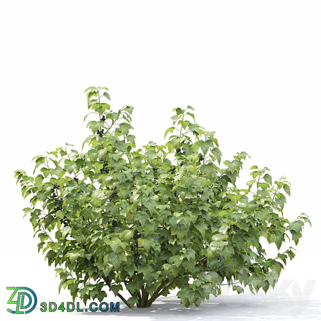 Currant bush 3D Models 3DSKY