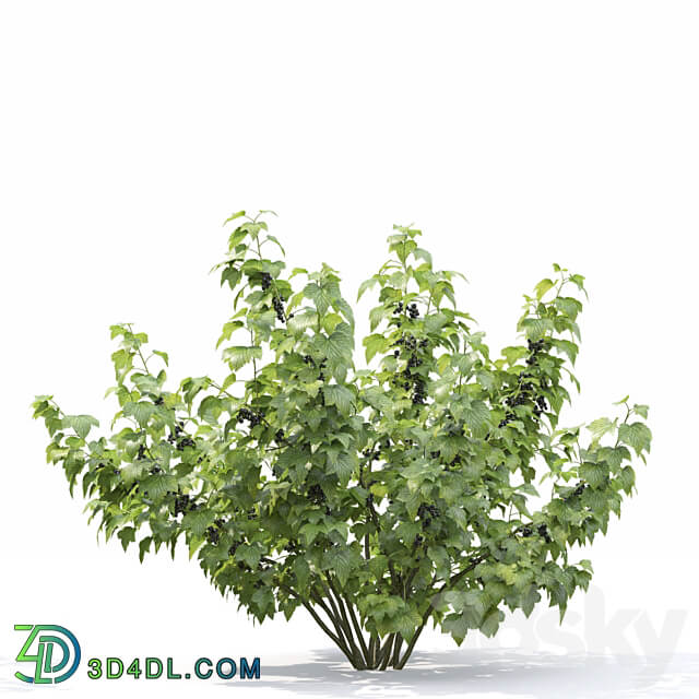 Currant bush 3D Models 3DSKY