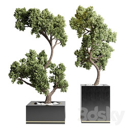 Collection Indoor outdoor plant 160 concrete vase pot tree bonsai 3D Models 3DSKY 