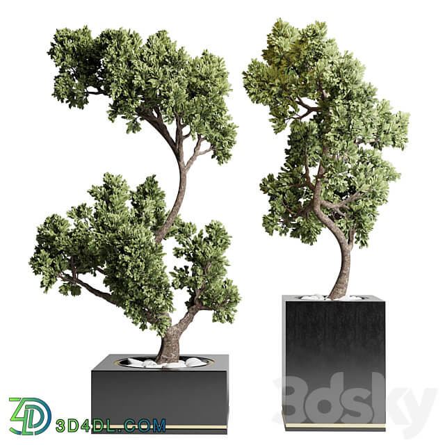 Collection Indoor outdoor plant 160 concrete vase pot tree bonsai 3D Models 3DSKY