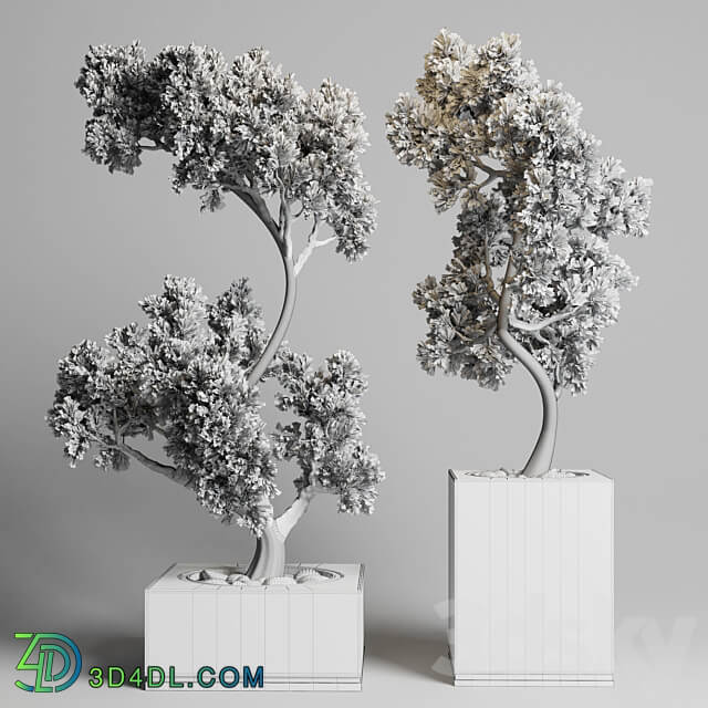 Collection Indoor outdoor plant 160 concrete vase pot tree bonsai 3D Models 3DSKY