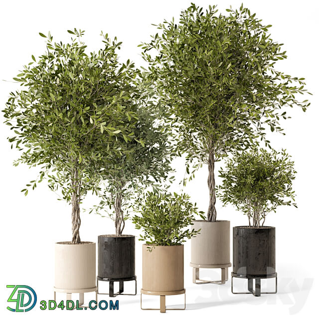 Indoor Plants in Ferm Living Bau Pot Large Set 354 3D Models 3DSKY