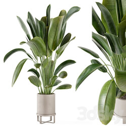 Indoor Plants in Ferm Living Bau Pot Large Set 378 3D Models 3DSKY 