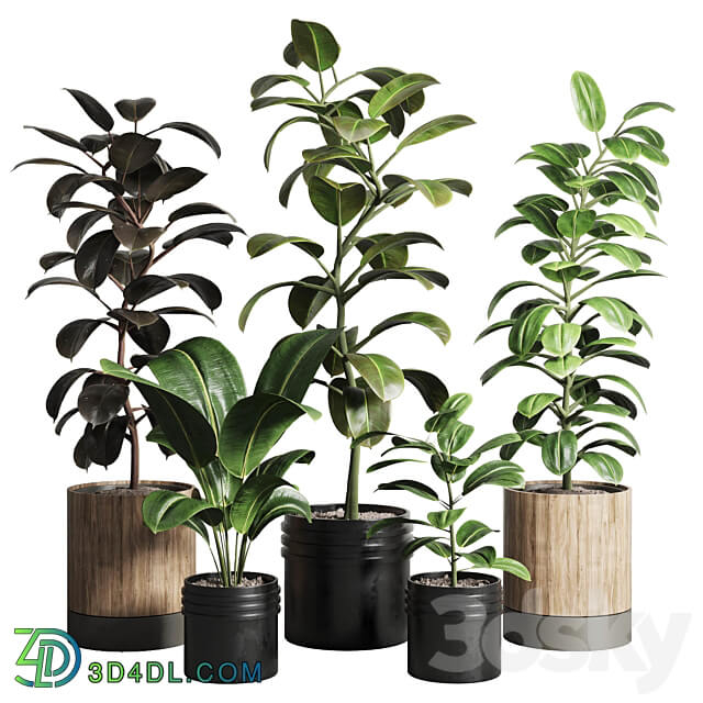 Ficus Ficus rubbery plant 165 dirty wooden and plastic pots 3D Models