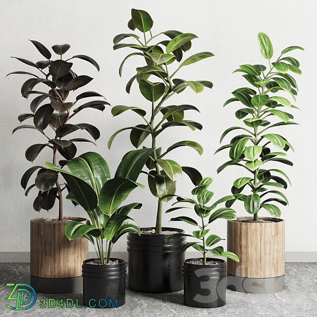 Ficus Ficus rubbery plant 165 dirty wooden and plastic pots 3D Models