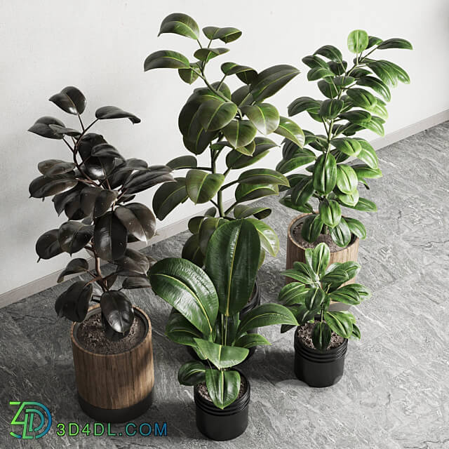 Ficus Ficus rubbery plant 165 dirty wooden and plastic pots 3D Models