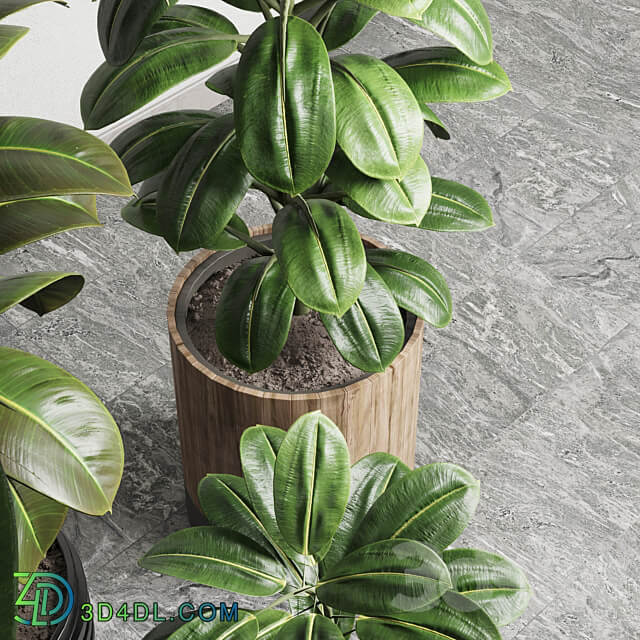 Ficus Ficus rubbery plant 165 dirty wooden and plastic pots 3D Models