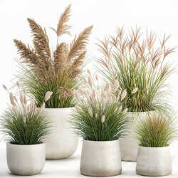 Plant collection 1094. reeds grass flowerpot pampas grass landscaping bushes 3D Models 