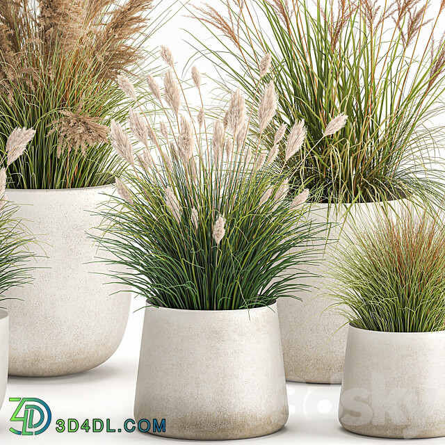 دانلود آبجکت Plant Collection 1094. Reeds Grass Flowerpot Pampas Grass 