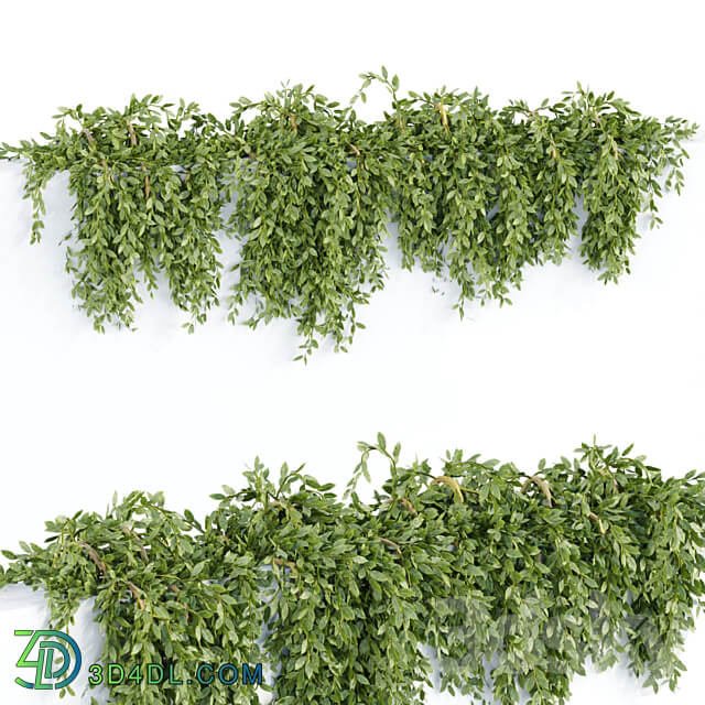 Hanging wall plants collection vol 64 Outdoor 3D Models