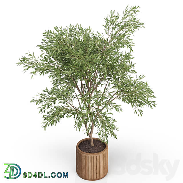 Plants collection 625 3D Models