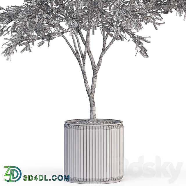 Plants collection 625 3D Models