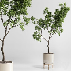Indoor plant 176 wooden vase plant tree pot 3D Models 