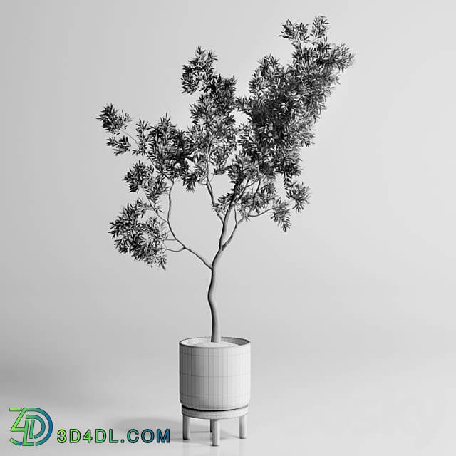 Indoor plant 176 wooden vase plant tree pot 3D Models