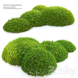 Green Ligustrum 3D Models 