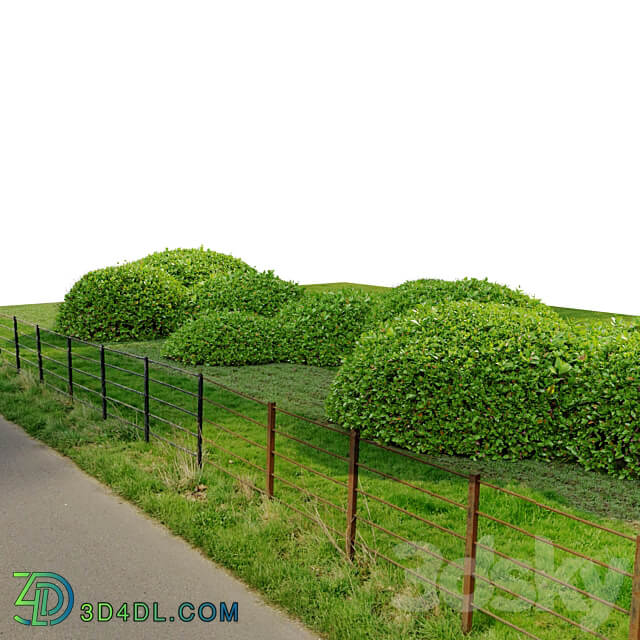 Green Ligustrum 3D Models