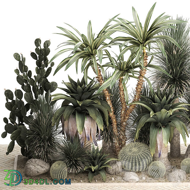 Collection of tropical desert plants 1108. Flowerbed garden cactus round Yucca Opuntia carnegia thickets bushes stone dracaena Barrel cactus Prickly pear 3D Models